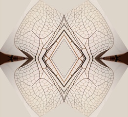 Dragonfly wings